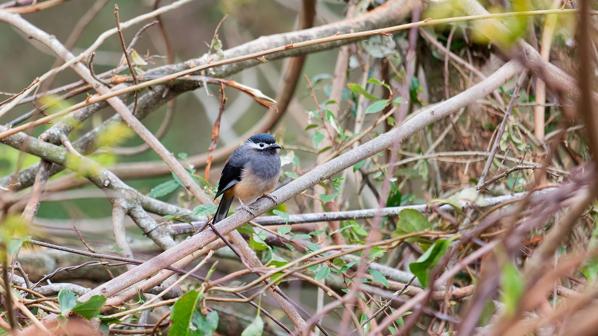 03 - Hehuanshan (49).jpg